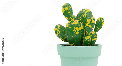 Variegated Prickly Pear Cactus in a Mint Green Pot