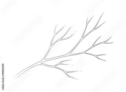Delicate branching structure resembling a plant stem or vein system veins organic
