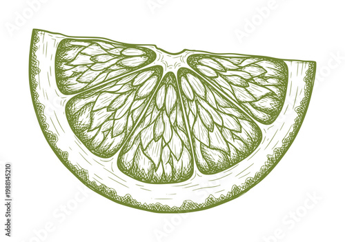 Green lime slice with textured pulp and rind citrus fruit