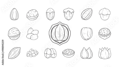 Hand drawn collection of various nuts and seeds in black and white almond walnut