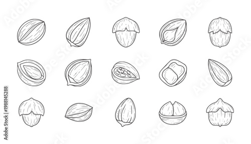 Hand drawn collection of various nuts and seeds in style almond hazelnut walnut