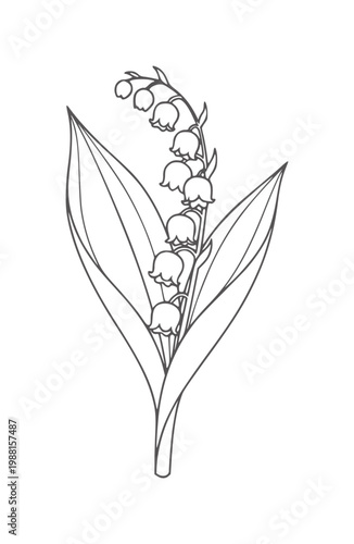 Delicate outline of lily of the valley flowers and leaves botanical