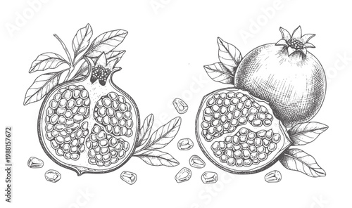 Hand drawn of pomegranates with leaves and seeds white fruit handdrawn vintage botanical
