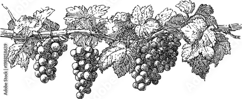 Vintage illustration of grapevine branch with ripe grape clusters and detailed leaves in black ink