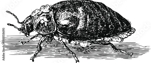 Vintage black and white engraving of a beetle insect with detailed texture and antennae