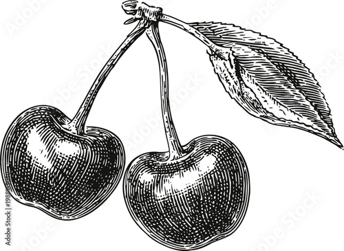 Vintage hand drawn cherries illustration with leaf, detailed fruit sketch in black and white