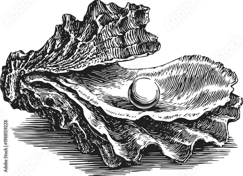 oyster shell with pearl detailed vintage engraving of seashell and precious gem inside black and white marine illustration