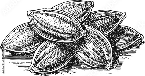 Hand drawn cacao pods cluster vintage botanical illustration of cocoa fruit with detailed textures and shading