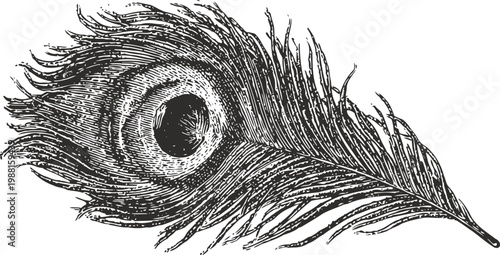 Intricate black and white peacock feather illustration with detailed line work