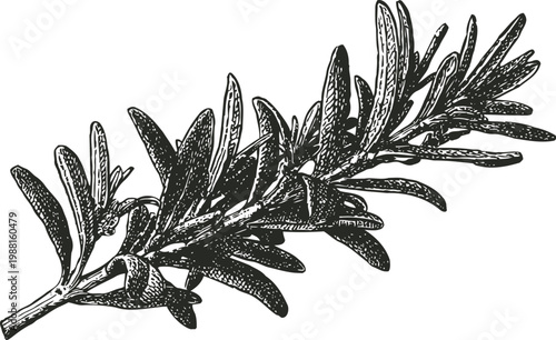 Detailed black and white drawing of rosemary herb branch with pointed leaves and woody stem
