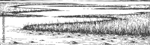 Marshland landscape with water and tall grasses, natural wetland environment illustration