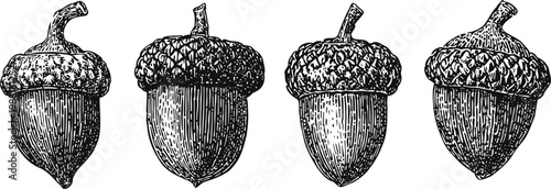 Vintage acorn illustrations hand drawn botanical drawings of oak nuts in black and white nature elements sketch set
