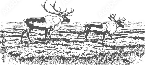 Two caribou walking in tundra landscape with detailed antlers and fur texture in black and white