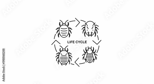 Four distinct insect stages shown in a cyclical life cycle diagram