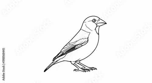 Detailed black and white line drawing of a small bird