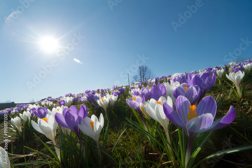 Purple and white crocuses blooming on a grassy hillside under a bright sun
