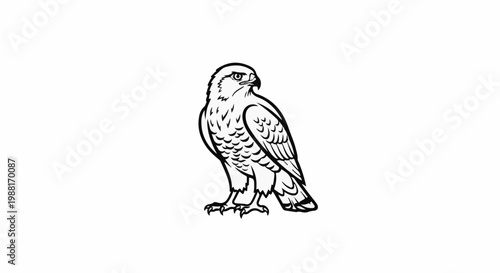 Detailed line art illustration of a bird of prey perched, sharp eyes