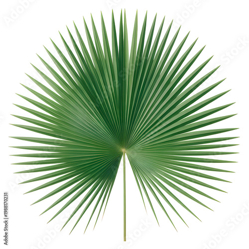 Single symmetrical green fan palm leaf isolated on white background