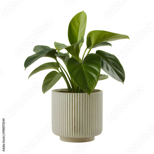 Small green houseplant in a ribbed off white ceramic pot on white background