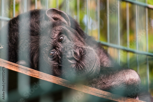 Portrait of a thoughtful chimpanzee resting behind bars in a zoo enclosure
