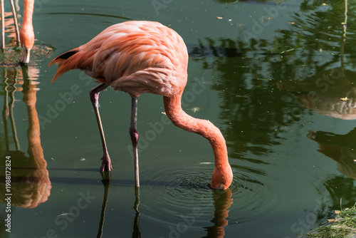 Fotografi Pink flamingos standing in a pond with green water in a tropical zoo environment