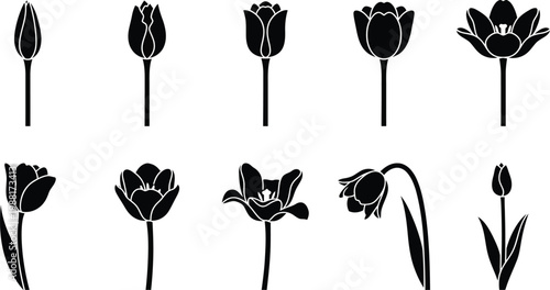 Tulip flower life cycle silhouette set. Features various stages from bud to full bloom and wilting. Black and white vector illustration for botanical designs and spring themes.