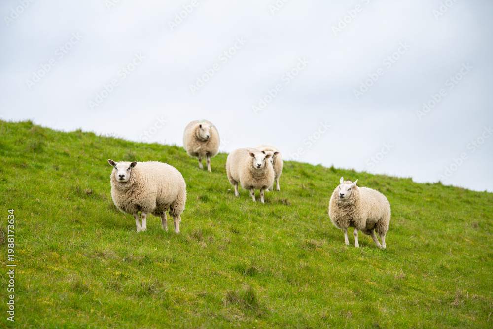 Fototapeta premium Flock of sheep on a pasture, livestock animal farm, stockbreeding, faming and agriculture in the Netherlands, sheeps on spring meadow