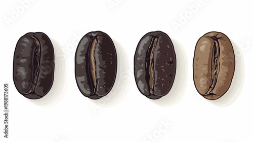 Illustration of four roasted coffee beans with varying degrees of roasting, isolated on white
