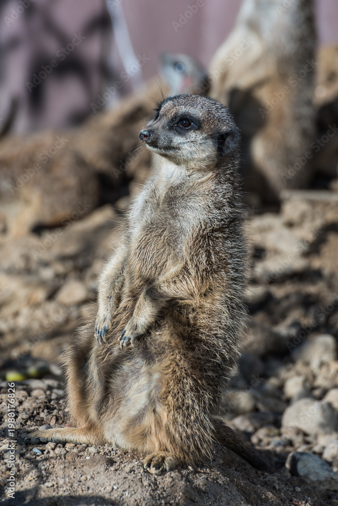 Fototapeta premium Alert meerkat standing on guard in a sandy environment while sunbathing