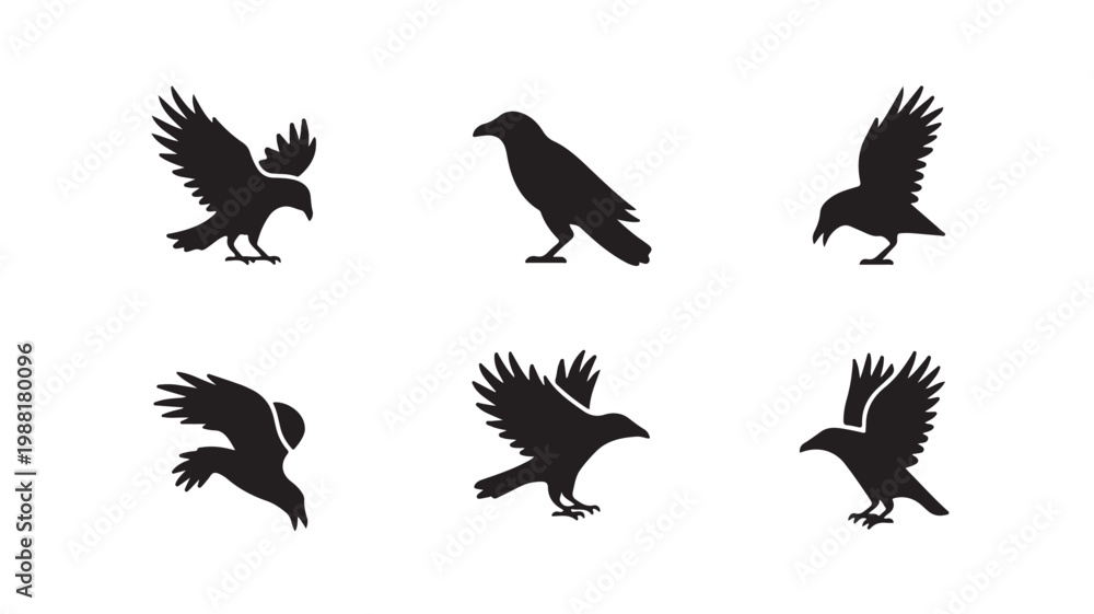 Fototapeta premium Set of black and white bird silhouettes representing crows or ravens in flight poses for design