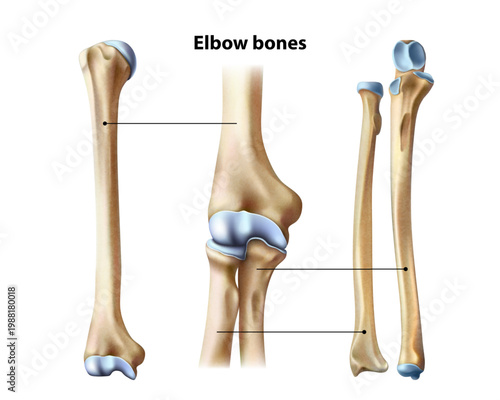Elbow bones. Isolated vector illustration
