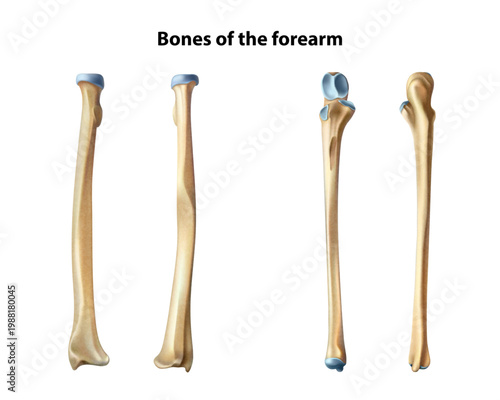 Forearm bones. Isolated vector illustration