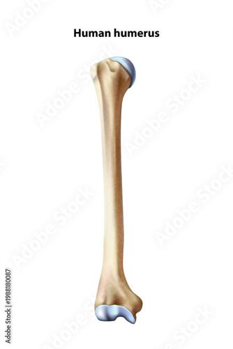 Human humerus. Isolated vector illustration