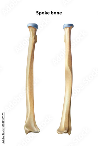 Spoke bone. Isolated vector illustration