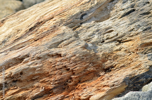 Canvas Print Close-up of decaying wooden log showing detailed wood fibers and cracks