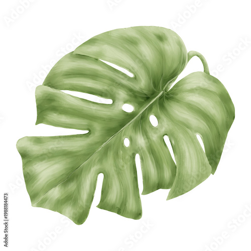 Monstera sheet, hand-drawn. Watercolor illustration. A tropical plant is isolated on a white background. Lush green jungle foliage. Not AI