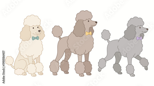 Three Poodle Dogs in Different Shades of Color with Bowties