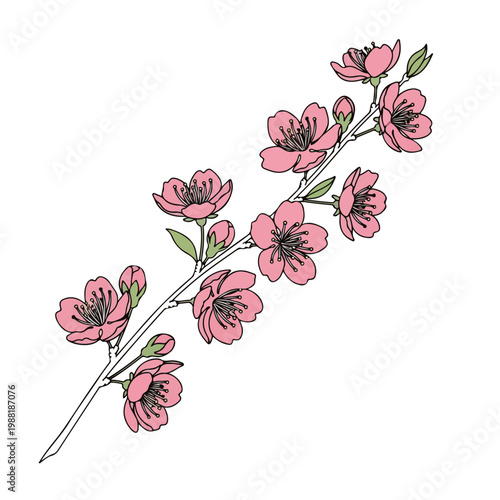 ピンクの花が咲いている枝。春の訪れや美しさ、自然の象徴として使用できる。アートやデザインプロジェクトに役立つ
