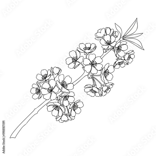 桜の花の線画が描かれたイラスト。桜の母国日本の春を象徴し、デザインや装飾に利用できる。花や春のテーマに関連する作品としても最適