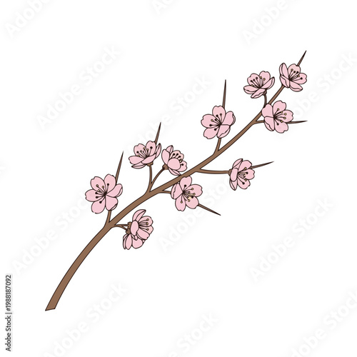 ピンクの花が咲いている桜の枝。春の訪れや美しさを表現できるアイテム。伝統的な文化や自然のテーマに関連する作品に適している