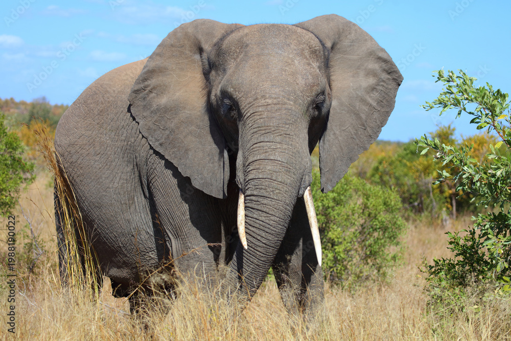 Fototapeta premium Afrikanischer Elefant / African elephant / Loxodonta africana