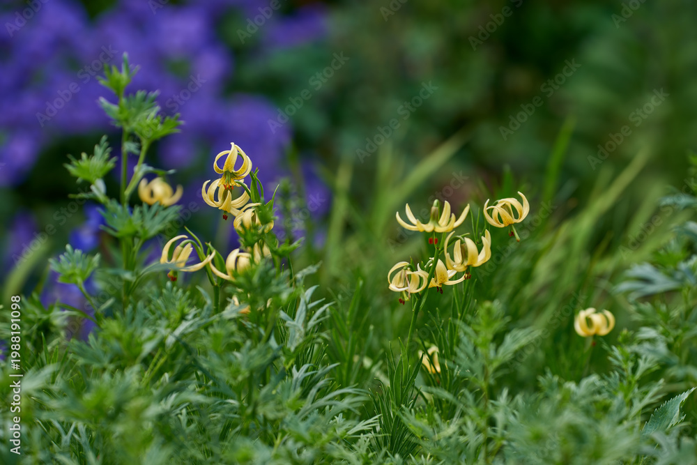 Ταπετσαρία Nature, plants and flowers in empty garden for botany, blossom or spring growth in environment
