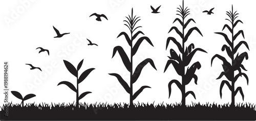 Black silhouette cornfield, flying birds, rural landscape vector
