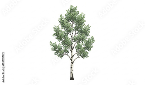 Realistic Aspen Tree (Populus tremuloides) Isolated on White Background with Quaking Leaves and Natural Botanical Illustration