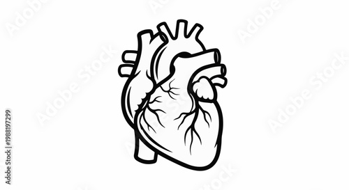 Stylized black and white anatomical heart illustration with visible vessels