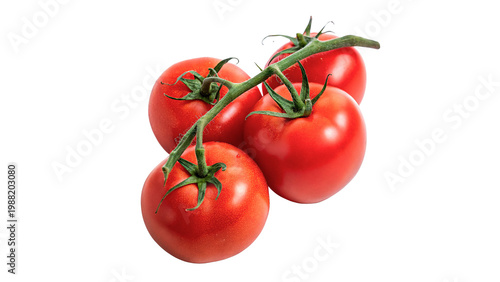 Obraz na plátně Red tomatoes on a vine arranged in a cluster against a plain background in a kit
