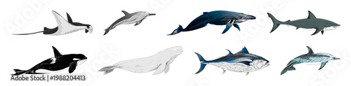 Photography PNG Illustrated marine animal collection on transparent background