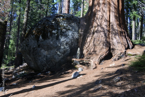 Felsen im Schatten, Mammutbaum in der Sonne im Sequoia Nationalpark