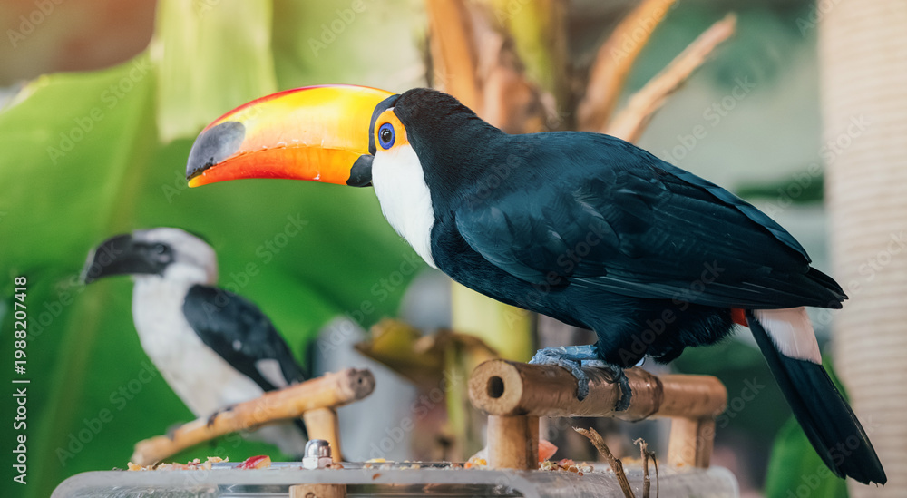 Naklejka premium Toco toucan standing on a wooden perch, its large orange red beak prominent, with green leaves in the tropical background