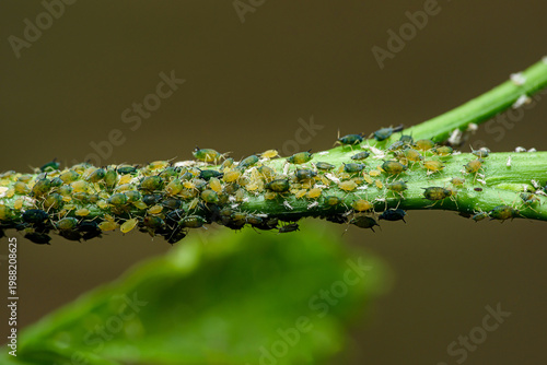 Photos Aphids colony infesting green plant stem